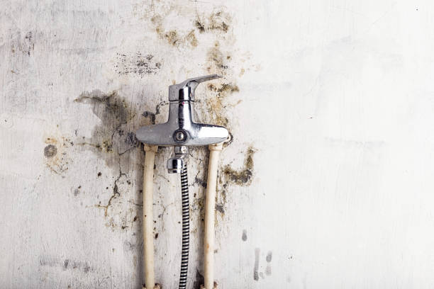 Best Mold Remediation  in Dassel, MN