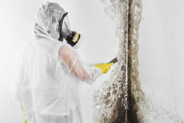 Best Emergency Mold Removal  in Dassel, MN