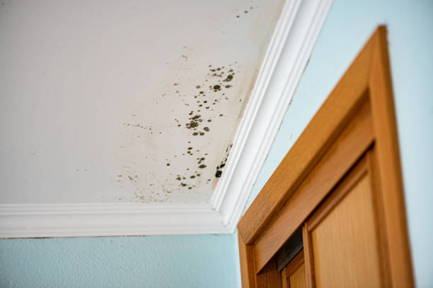 Office Mold Removal Services in Dassel, MN