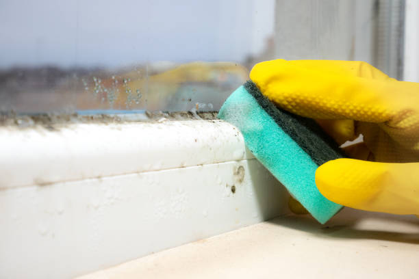 Best Mold Inspection  in Dassel, MN