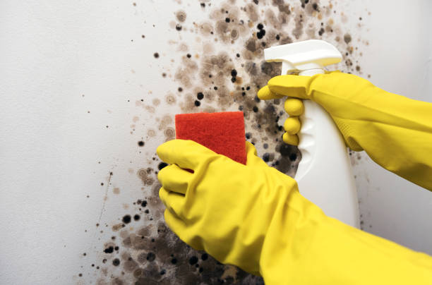 Best Commercial Mold Removal  in Dassel, MN