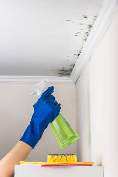 Best Attic Mold Removal  in Dassel, MN